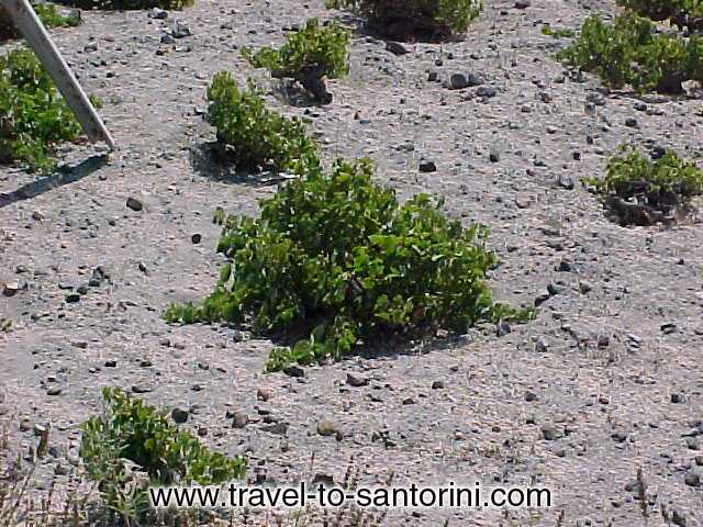 WINE YARDS - In Santorini, the grape vines are planted in a depression and the vines are curled around the root creating a 