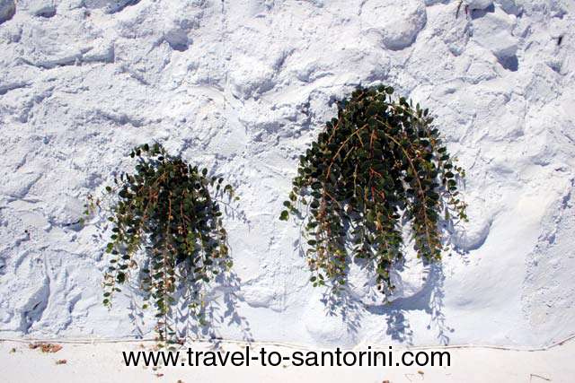 KAPARI - Kapari plants growing on a wall in Vourvoulos