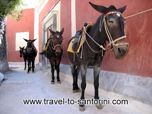 Donkeys and mules - 