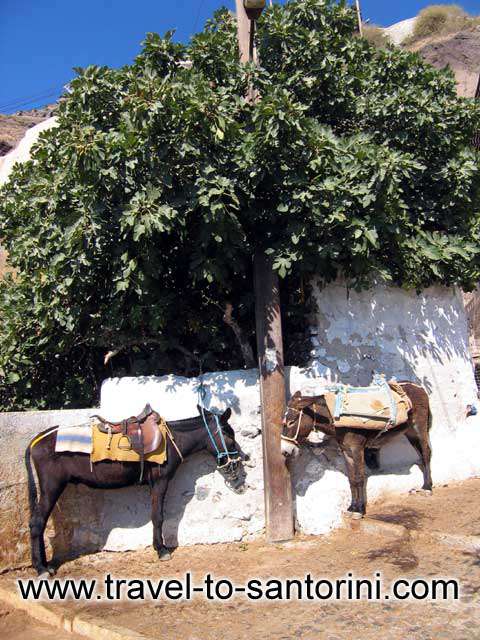 Two horses - Two horses waiting under a fig tree