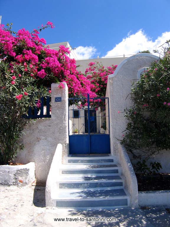 Bougainvillea - A beautiful bougainvillea in Firostefani by Ioannis Matrozos