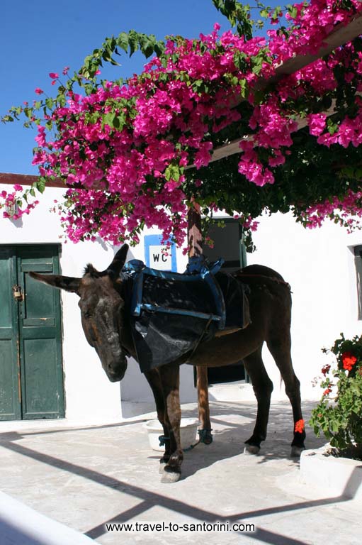 Oia Prima Donna - The famous Oia prima donna... by Ioannis Matrozos