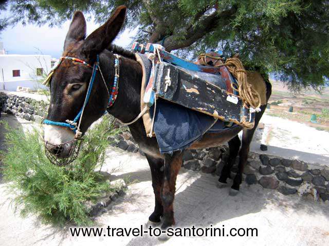 SANTORINI DONKEY - Donkeys and mules were the only the means of transportation in Santorini till about 1960. <br>Still today for all the transportation of goods and materials within the caldera pathways <br>is carried out by our charming friends!