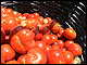 Santorini tomatoes