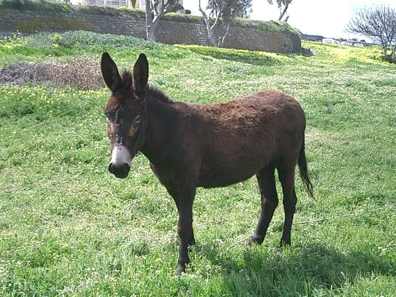 Dear friends and SAWA members,For all of you interested in group activities SAWA volunteers will be cleaning up the Donkey Refuge in Karterados on Saturday morning 11 September. Your participation will be much respected by the senior donkey residents plus it will be a great opportunity to work o...