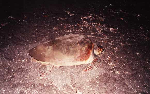 CARETTA CARETTA